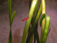 /album/i-miei-acquari/tera-fiamma-avannotto-jpg/